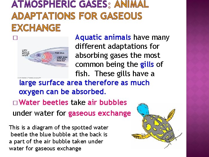 ATMOSPHERIC GASES ANIMAL ADAPTATIONS FOR GASEOUS EXCHANGE Aquatic animals have many different adaptations for