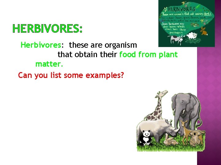 HERBIVORES: Herbivores: these are organism that obtain their food from plant matter. Can you