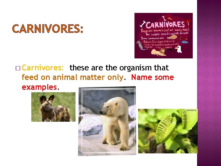 CARNIVORES: � Carnivores: these are the organism that feed on animal matter only. Name