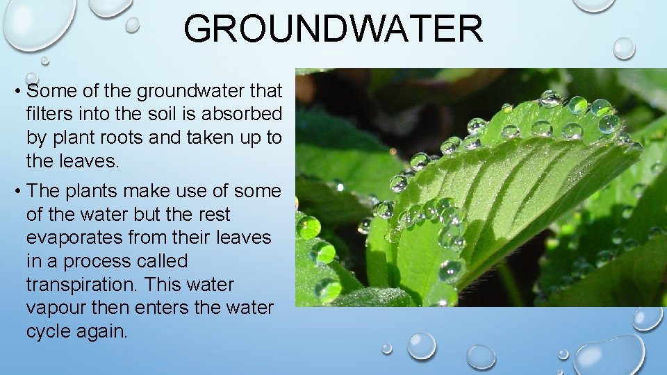 GROUNDWATER • Some of the groundwater that filters into the soil is absorbed by