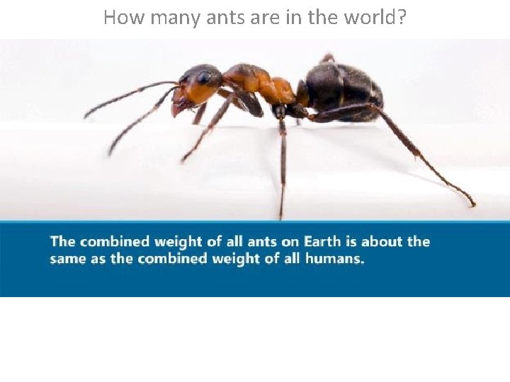 How many ants are in the world? 