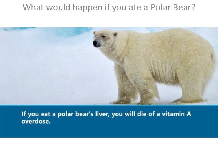 What would happen if you ate a Polar Bear? 