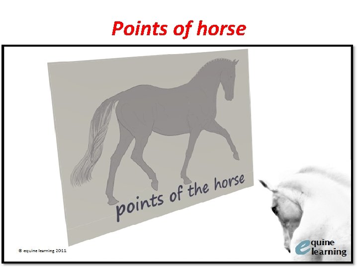 Points of horse 