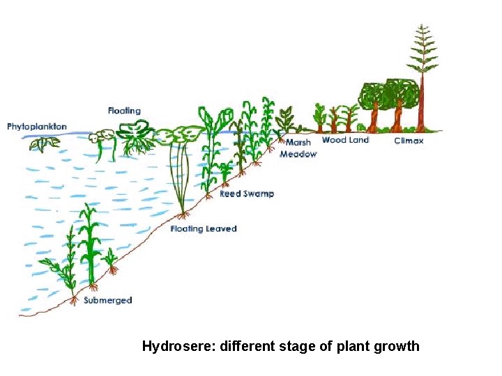 Hydrosere: different stage of plant growth 
