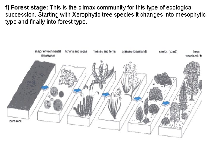 f) Forest stage: This is the climax community for this type of ecological succession.