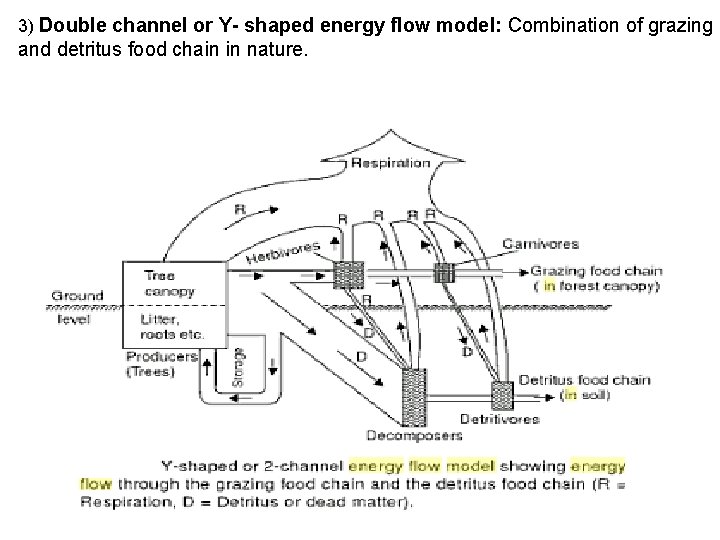 3) Double channel or Y- shaped energy flow model: Combination of grazing and detritus