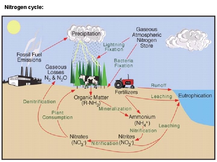 Nitrogen cycle: 