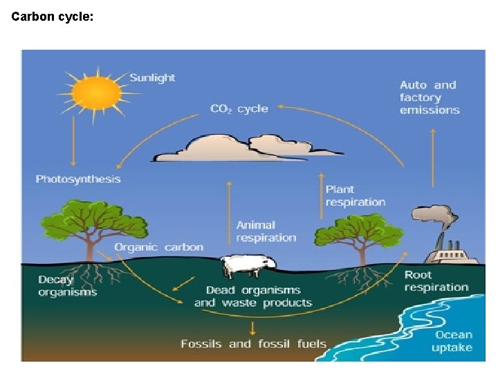 Carbon cycle: 