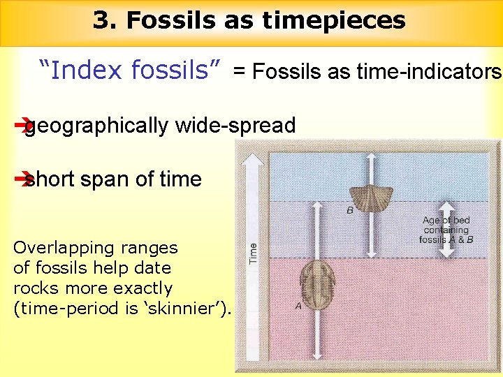 3. Fossils as timepieces “Index fossils” = Fossils as time-indicators è geographically wide-spread è