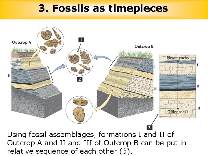 3. Fossils as timepieces Using fossil assemblages, formations I and II of Outcrop A
