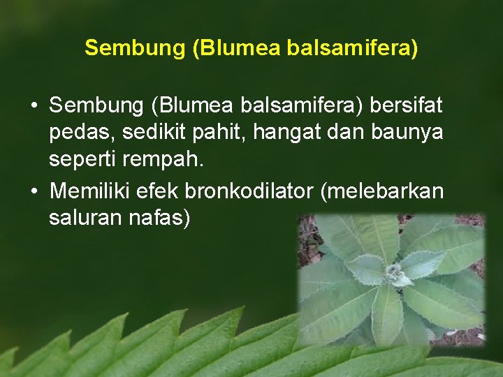 Sembung (Blumea balsamifera) • Sembung (Blumea balsamifera) bersifat pedas, sedikit pahit, hangat dan baunya