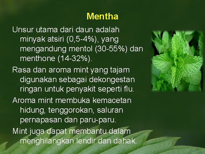 Mentha Unsur utama dari daun adalah minyak atsiri (0, 5 -4%), yang mengandung mentol