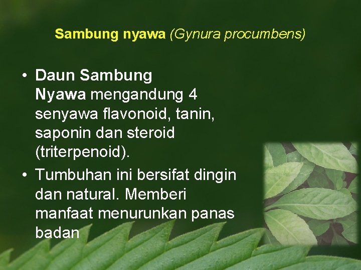Sambung nyawa (Gynura procumbens) • Daun Sambung Nyawa mengandung 4 senyawa flavonoid, tanin, saponin