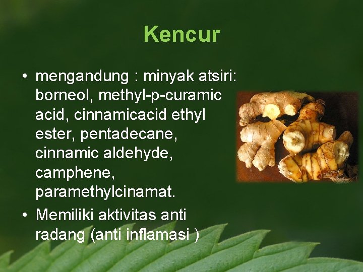 Kencur • mengandung : minyak atsiri: borneol, methyl-p-curamic acid, cinnamicacid ethyl ester, pentadecane, cinnamic
