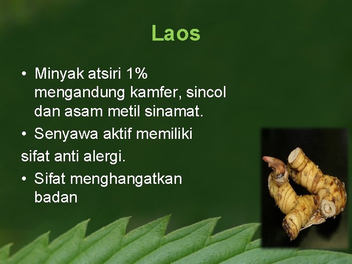 Laos • Minyak atsiri 1% mengandung kamfer, sincol dan asam metil sinamat. • Senyawa