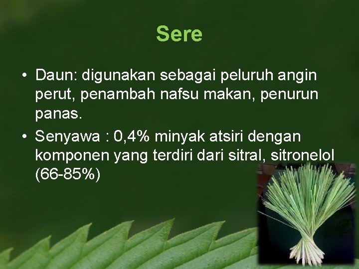 Sere • Daun: digunakan sebagai peluruh angin perut, penambah nafsu makan, penurun panas. •