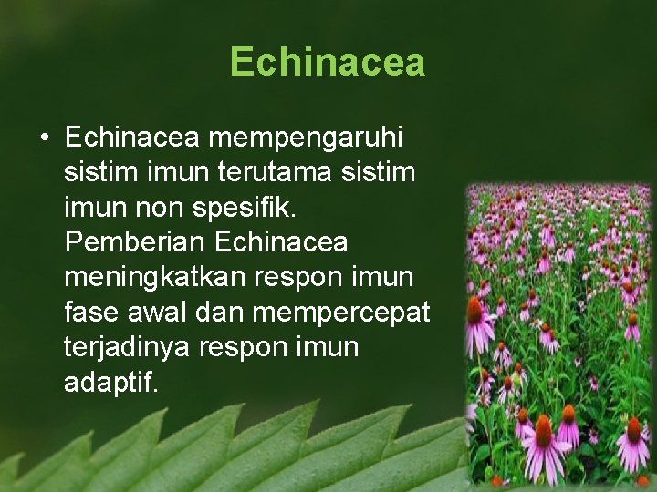 Echinacea • Echinacea mempengaruhi sistim imun terutama sistim imun non spesifik. Pemberian Echinacea meningkatkan