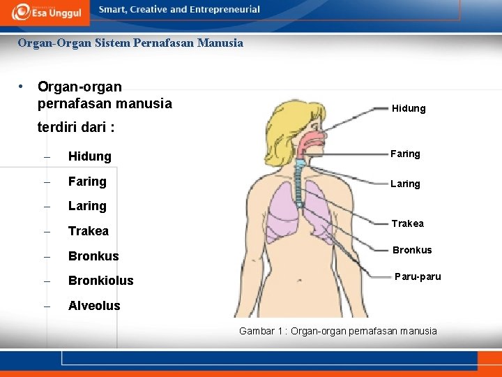 Organ-Organ Sistem Pernafasan Manusia • Organ-organ pernafasan manusia Hidung terdiri dari : – Hidung