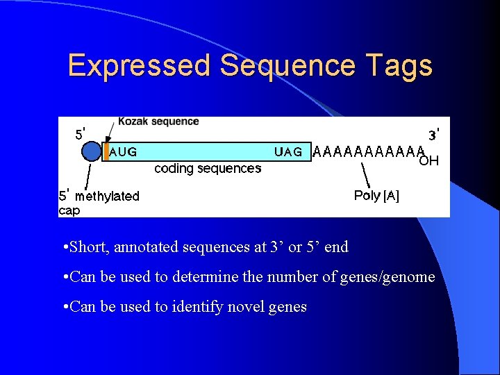 Expressed Sequence Tags • Short, annotated sequences at 3’ or 5’ end • Can