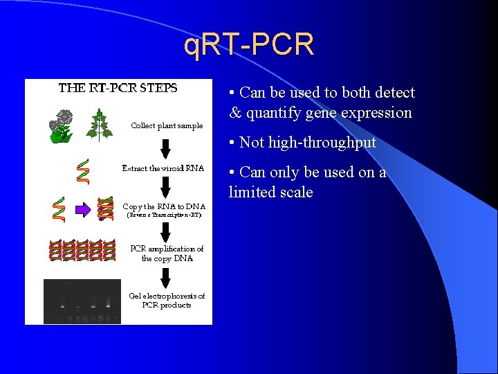 q. RT-PCR • Can be used to both detect & quantify gene expression •
