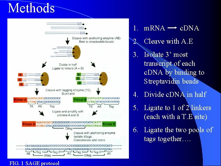 Methods 1. m. RNA c. DNA 2. Cleave with A. E 3. Isolate 3’
