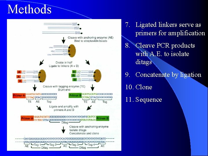 Methods 7. Ligated linkers serve as primers for amplification 8. Cleave PCR products with