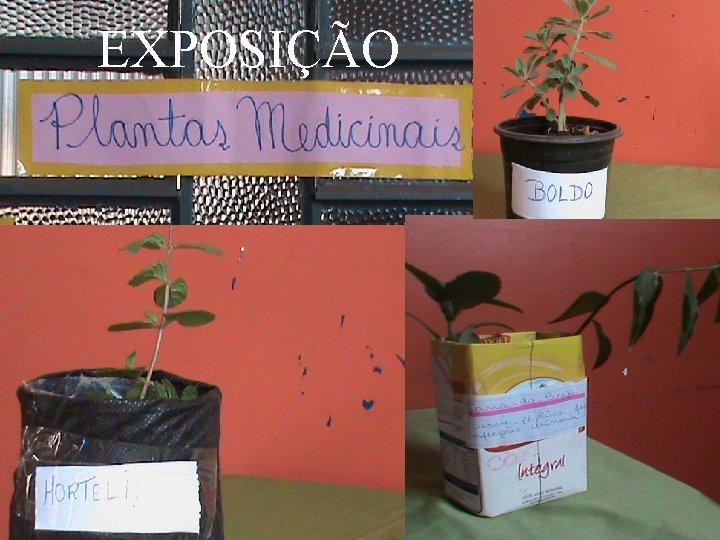 EXPOSIÇÃO 