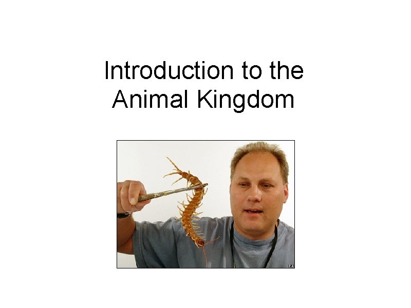 Introduction to the Animal Kingdom 