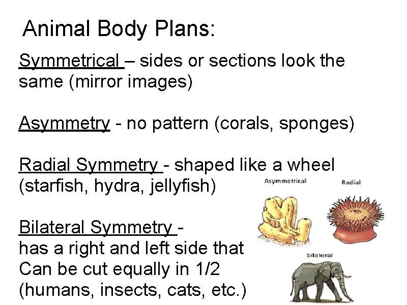 Animal Body Plans: Symmetrical – sides or sections look the same (mirror images) Asymmetry