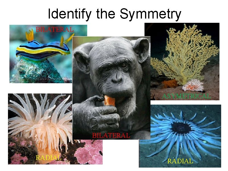 Identify the Symmetry BILATERAL ASYMETRICAL BILATERAL RADIAL 