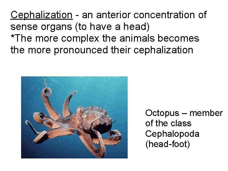 Cephalization - an anterior concentration of sense organs (to have a head) *The more