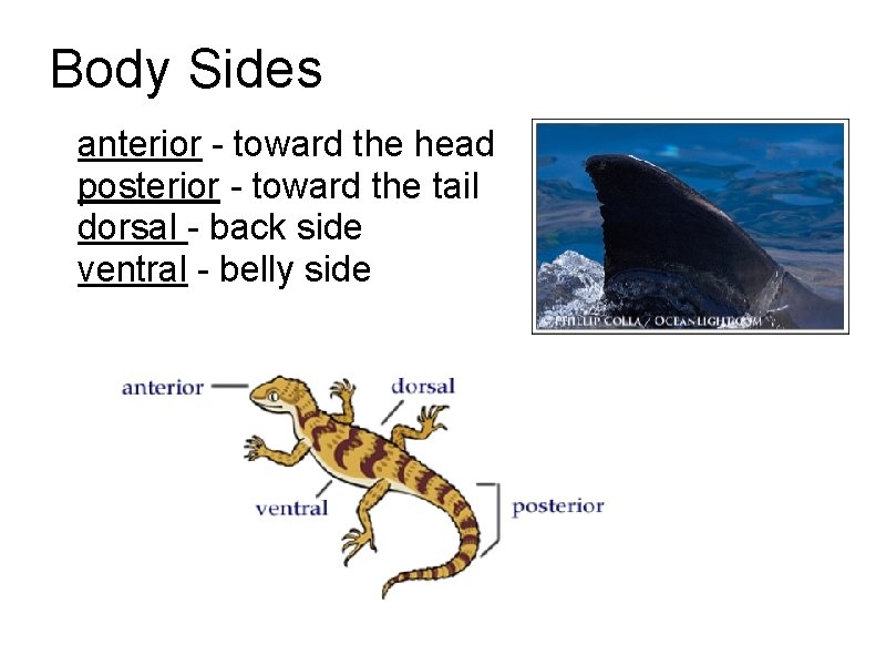 Body Sides anterior - toward the head posterior - toward the tail dorsal -