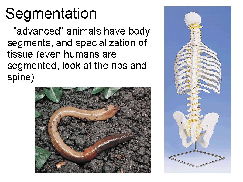 Segmentation - "advanced" animals have body segments, and specialization of tissue (even humans are