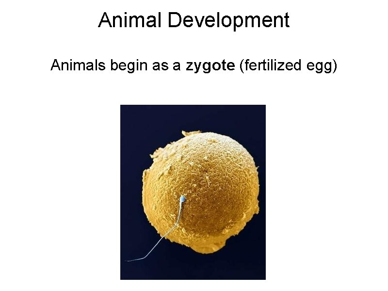 Animal Development Animals begin as a zygote (fertilized egg) 