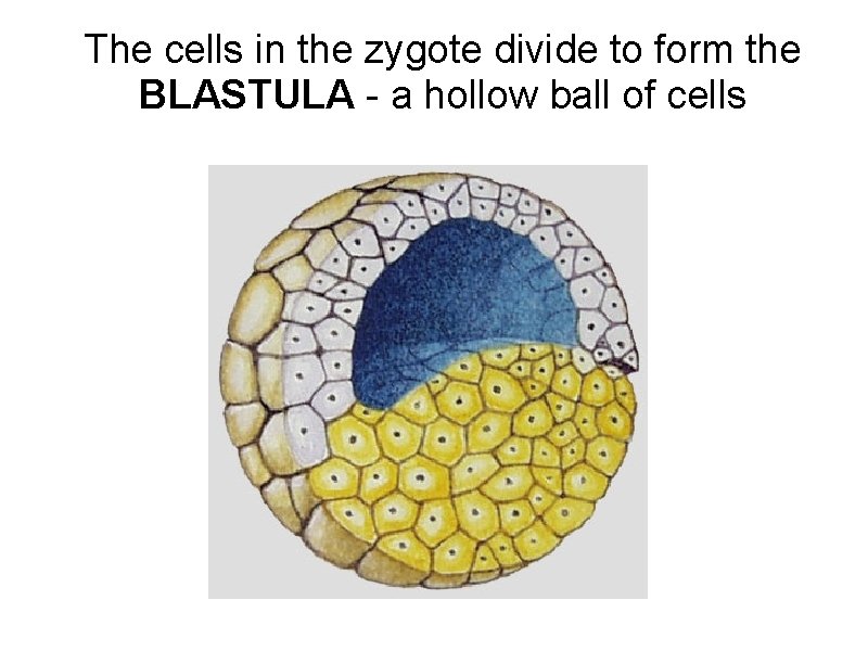 The cells in the zygote divide to form the BLASTULA - a hollow ball