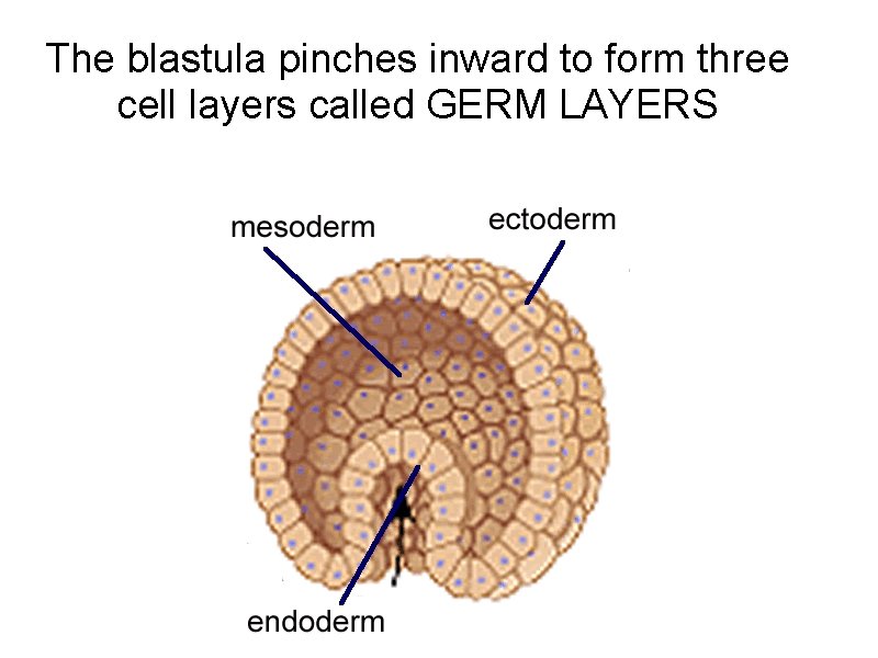 The blastula pinches inward to form three cell layers called GERM LAYERS 
