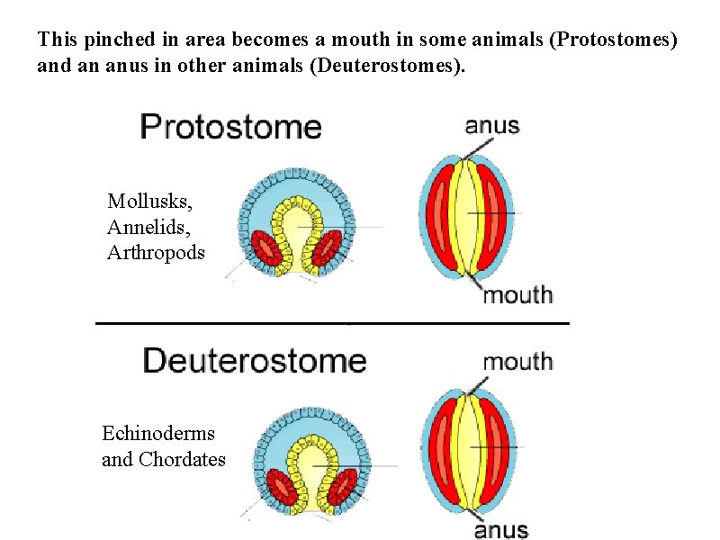 This pinched in area becomes a mouth in some animals (Protostomes) and an anus