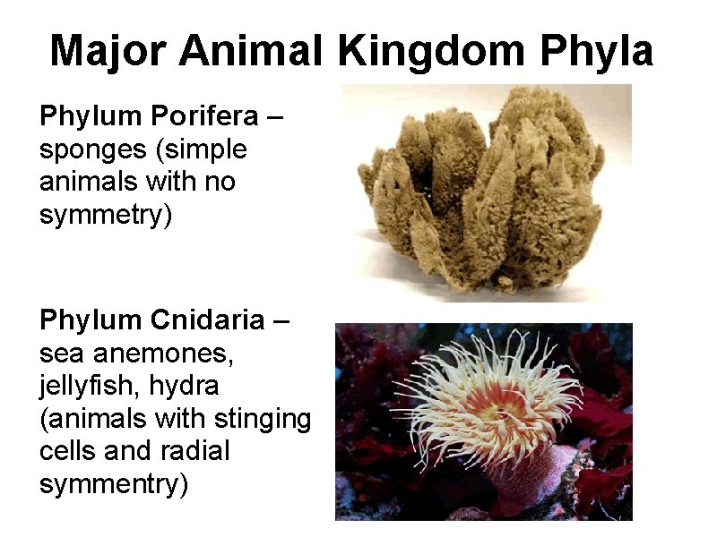 Major Animal Kingdom Phyla Phylum Porifera – sponges (simple animals with no symmetry) Phylum