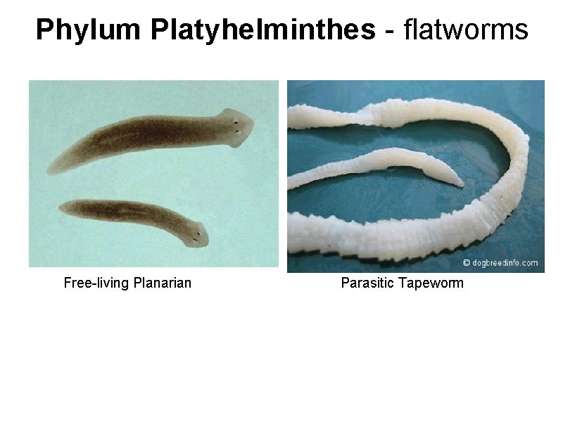 Phylum Platyhelminthes - flatworms Free-living Planarian Parasitic Tapeworm 