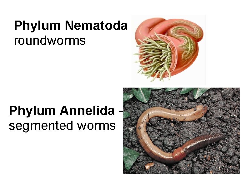 Phylum Nematoda – roundworms Phylum Annelida – segmented worms 