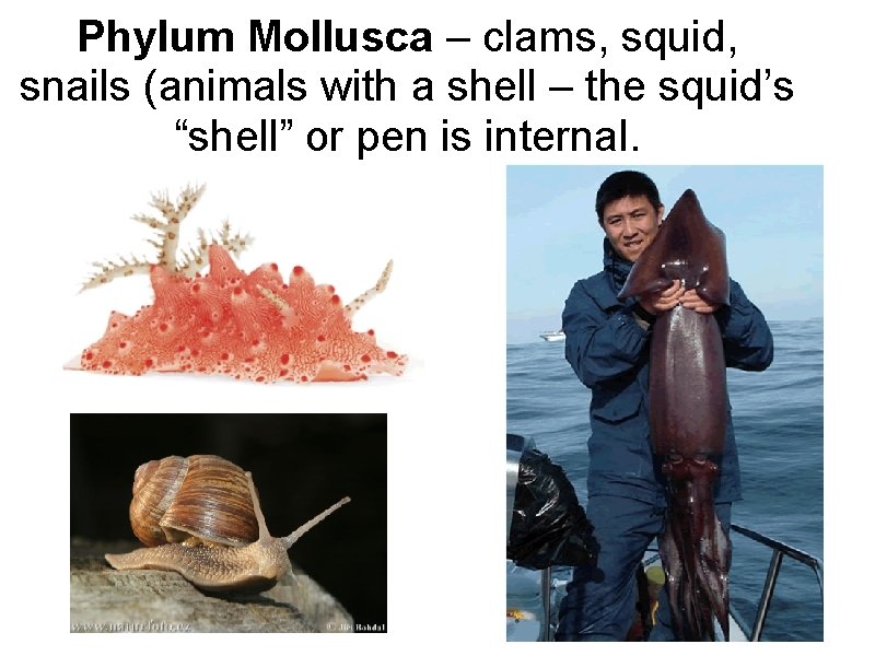 Phylum Mollusca – clams, squid, snails (animals with a shell – the squid’s “shell”