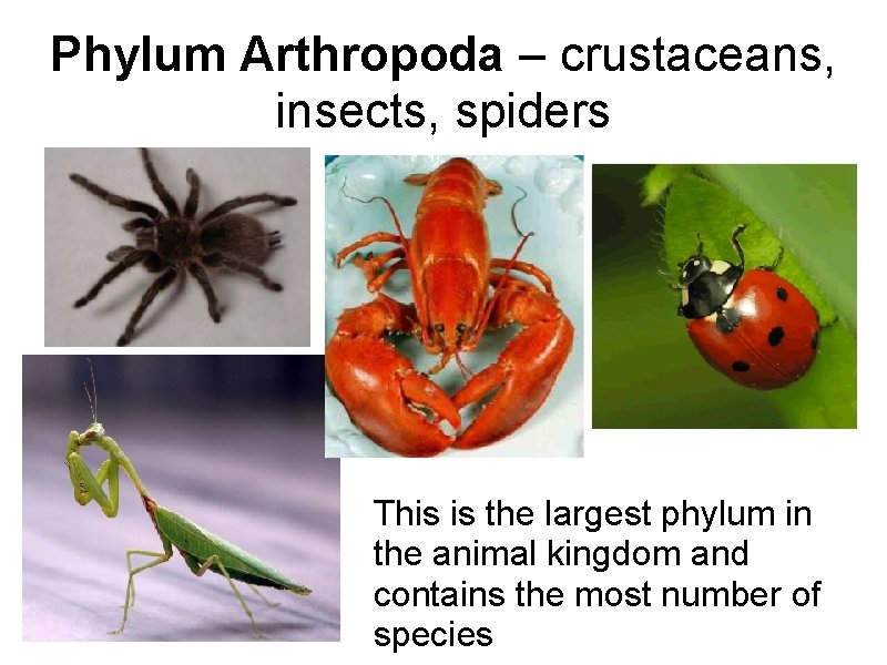 Phylum Arthropoda – crustaceans, insects, spiders This is the largest phylum in the animal