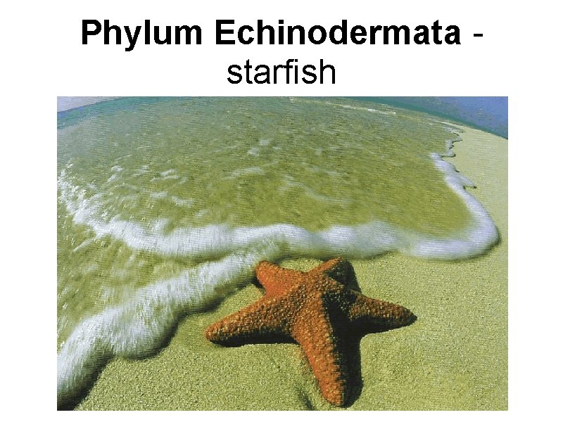 Phylum Echinodermata - starfish 