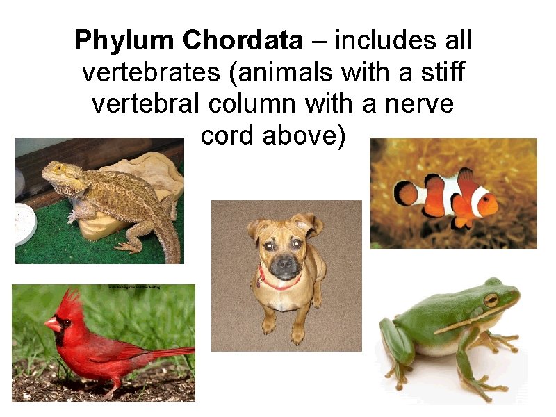 Phylum Chordata – includes all vertebrates (animals with a stiff vertebral column with a