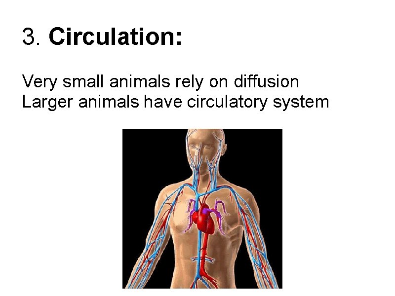 3. Circulation: Very small animals rely on diffusion Larger animals have circulatory system 