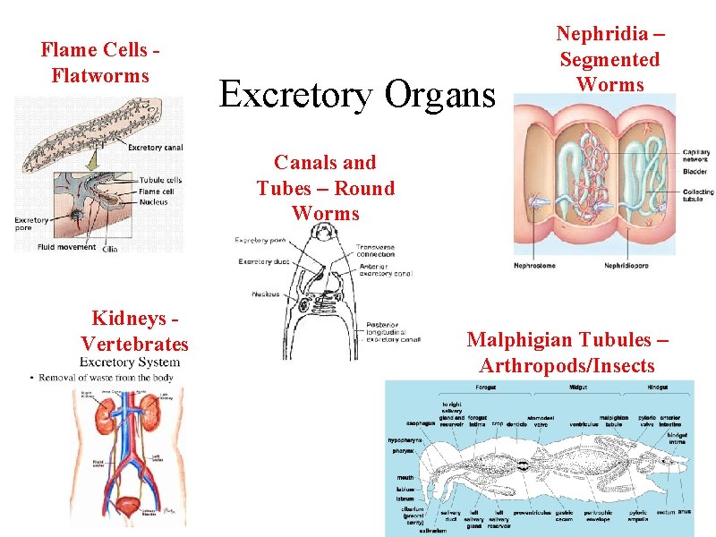 Flame Cells Flatworms Excretory Organs Nephridia – Segmented Worms Canals and Tubes – Round