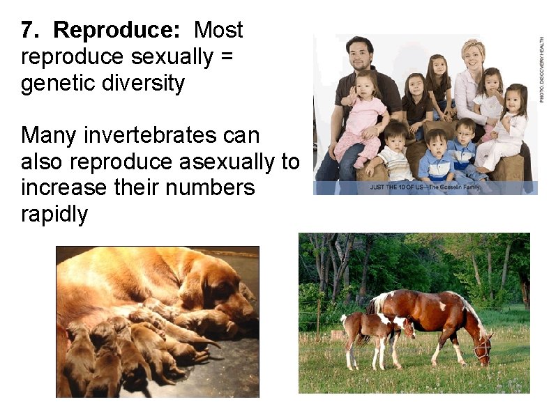 7. Reproduce: Most reproduce sexually = genetic diversity Many invertebrates can also reproduce asexually