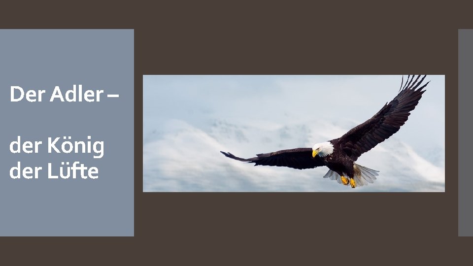 Der Adler – der König der Lüfte 