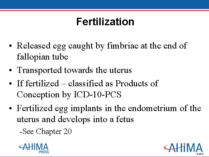 Fertilization • Released egg caught by fimbriae at the end of fallopian tube •