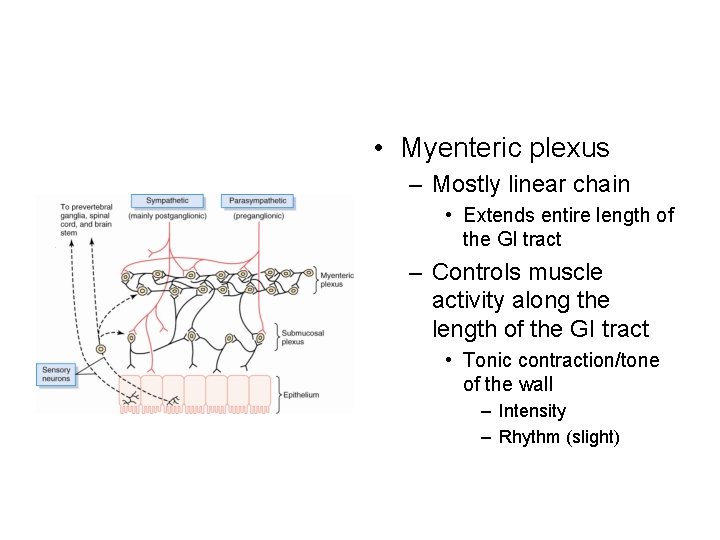  • Myenteric plexus – Mostly linear chain • Extends entire length of the